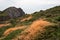 Gorse at Devon`s coastline covered with brightly orange Common Dodder