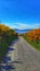 Gorse edged road