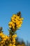 Gorse flowering on a frosty sunny day at Chailey Nature reserve