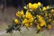 Gorse Flowers