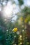 Gorse in Landes Forest, Europe