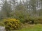 Gorse shurb and pine forest in thee fog