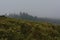 Gorse shurbs and pine forest in the fog