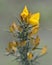 Gorse (Ulex europaeus)