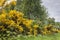 Gorse, Ulex europaeus