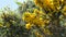 Gorse Whin in full bloom with Yellow leaf Ireland