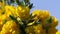 Gorse Whin in full bloom with Yellow leaf Ireland