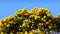 Gorse Whin in full bloom with Yellow leaf Ireland