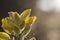 Gorse yellow flowers