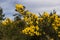 Gorse yellow flowers on a bush close up