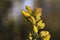 Gorse yellow flowers close up