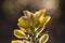 Gorse yellow flowers close up