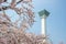 Goryokaku Tower,Hakodate,Hokkaido,Japan.With fully-bloomed cherry blossoms in the foreground.
