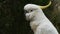 GOSFORD, AUSTRALIA - FEB, 12, 2012: cockatoo close up