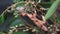 GOSFORD,NSW, AUST- JUL, 2, 2014: stick insect