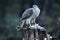 Goshawk