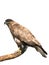 Goshawk