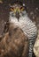 Goshawk (Accipiter gentilis)