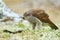 Goshawk, Accipiter gentilis, feeding on killed dark squirrel in the forest. Bird of Prey in the forest habitat, winter with first
