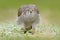 Goshawk, Accipiter gentilis, feeding on killed dark squirrel in the forest. Bird of Prey in the forest habitat, winter with first