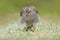 Goshawk, Accipiter gentilis, feeding on killed dark squirrel in the forest. Bird of Prey in the forest habitat, winter with first