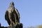 Goshawk closeup