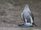 Goshawk with dead pigeon inside the bunker of a golf course.