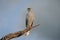 Goshawk eastern pale chanting goshawk or Somali chanting goshawk Melierax poliopterus Dark chanting goshawk Melierax