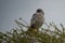 Goshawk eastern pale chanting goshawk or Somali chanting goshawk Melierax poliopterus Dark chanting goshawk Melierax