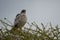 Goshawk eastern pale chanting goshawk or Somali chanting goshawk Melierax poliopterus Dark chanting goshawk Melierax