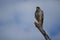 Goshawk eastern pale chanting goshawk or Somali chanting goshawk Melierax poliopterus Dark chanting goshawk Melierax metabates