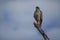 Goshawk eastern pale chanting goshawk or Somali chanting goshawk Melierax poliopterus Dark chanting goshawk Melierax metabates