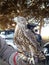 Goshawk. Falcon Falconry raptor animals. For hunting