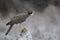 Goshawk in falling snow