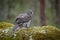 Goshawk Feeding