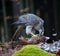 Goshawk feeding on pheasant