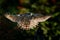 Goshawk flying, bird of prey with open wings with evening sun back light, nature forest habitat, Czech Republic. Wildlife scene