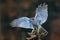 Goshawk flying, bird of prey with open wings with evening sun back light, nature forest habitat, Czech. Wildlife scene from autumn