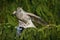 Goshawk, forest habitat. Hawk from Czech Reublic. Wildlife scene wild nature, Accipiter gentilis. Bird behaviour. Bird of prey Gos