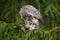 Goshawk, forest habitat. Hawk from Germany. Wildlife scene from wild nature. Bird behaviour. Bird of prey Goshawk kill jay on gree