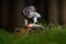 Goshawk kill Common Pheasant on the grass in green forest, bird of prey in the nature habitat, action feeding scene in dark forest