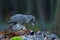 Goshawk kill Common Pheasant on the grass in green forest, bird of prey in the nature habitat, Norway