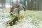 Goshawk with killed black squirrel in the forest with winter snow - photo with wide angle lens. Wildlife scene in nature habitat.