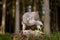 Goshawk with killed Common Pheasant on the moss in green forest, bird of prey in the nature habitat, Germany. Bird bahaviour,