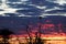 Goshawk in silhouette. Madikwe Game Reserve, South Africa