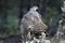 goshawk watches with the prey from his innkeeper