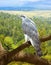 Goshawk in wildness area