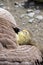 A gosling asleep within the warm feathers of its parent.