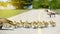 Gosling chicks crossing a bike path