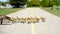 Gosling chicks crossing a bike path